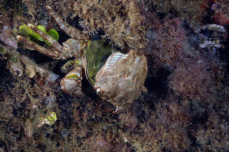 Pachygrapsus marmoratus cambia il carapace